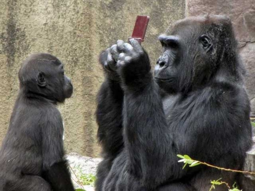 Un mono mira fotos y vídeos de un celular para entretenerse